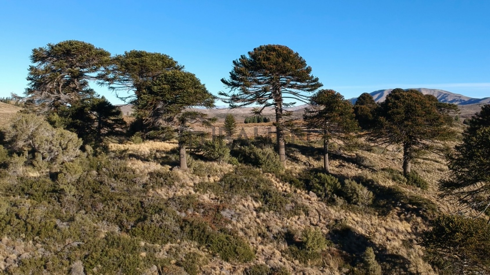 Unicos lotes frente al lago Huechulafquen, Junin de los Andes, Neuquen